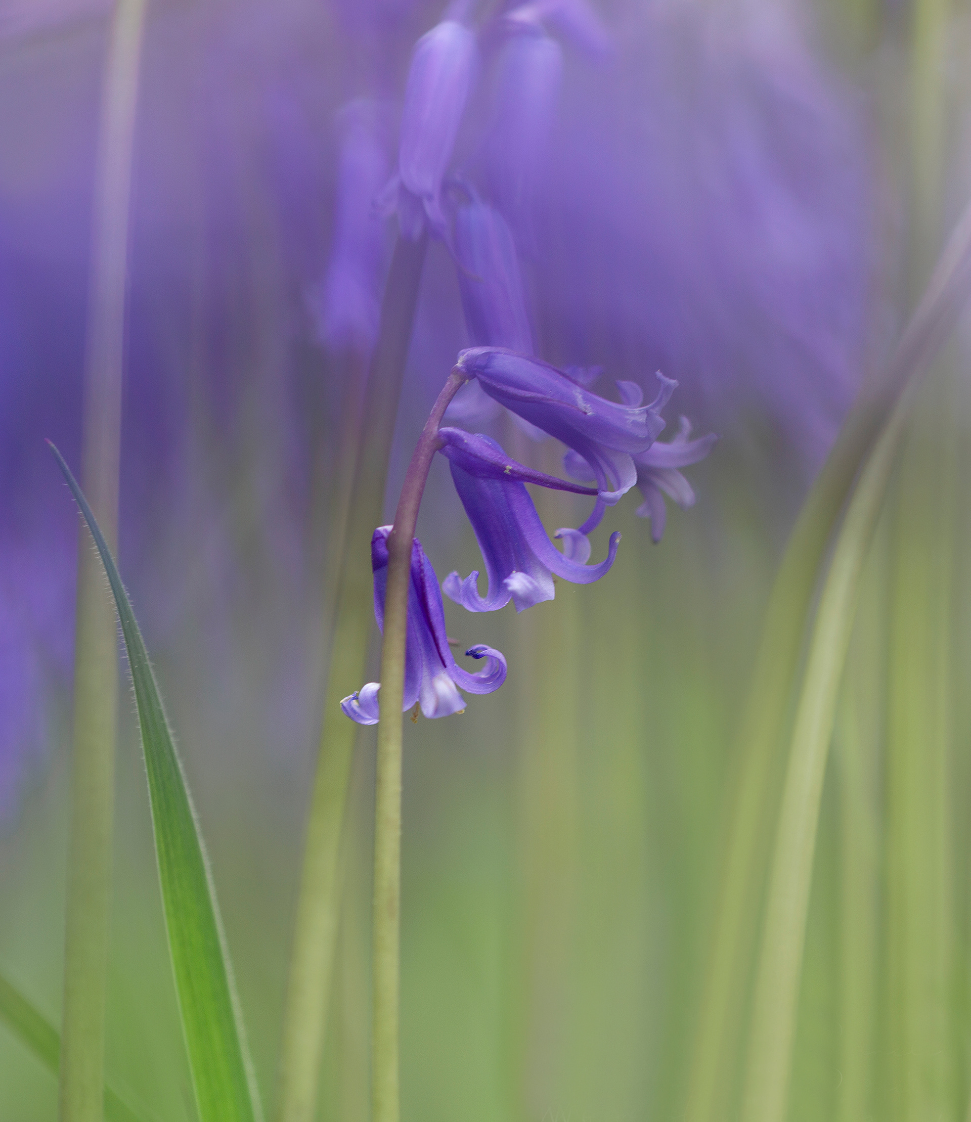 British bluebells