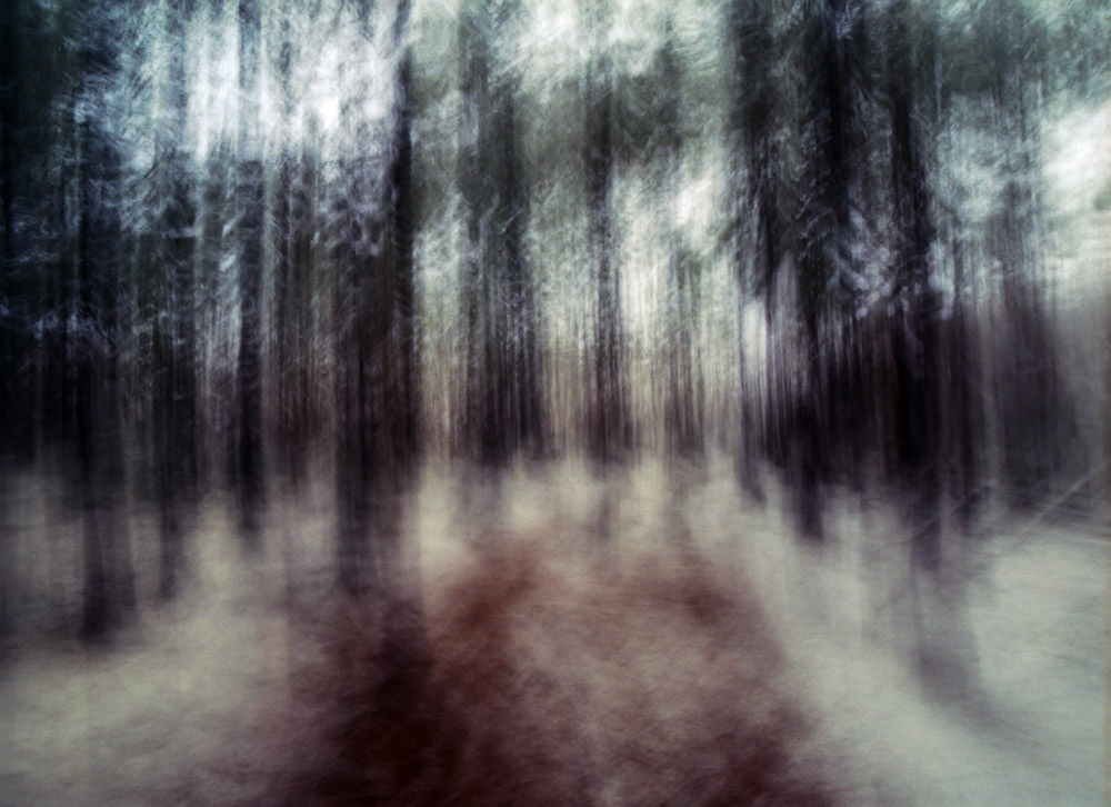 Pines In Winter | Pentax 645N, ?