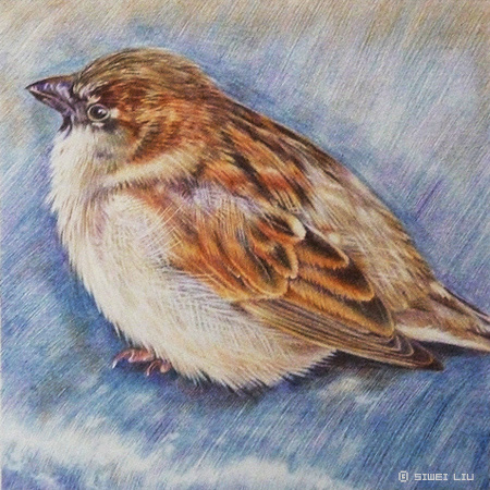 Bird | 2009, color pencil