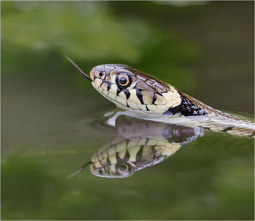 Grass Snake
