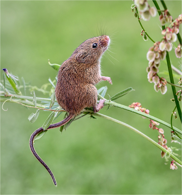 Harvest Mouse