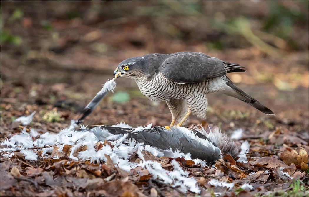 Sparrowhawk and plucking Woodpigeon