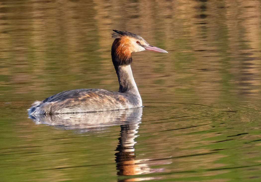 Great Crested Grebe