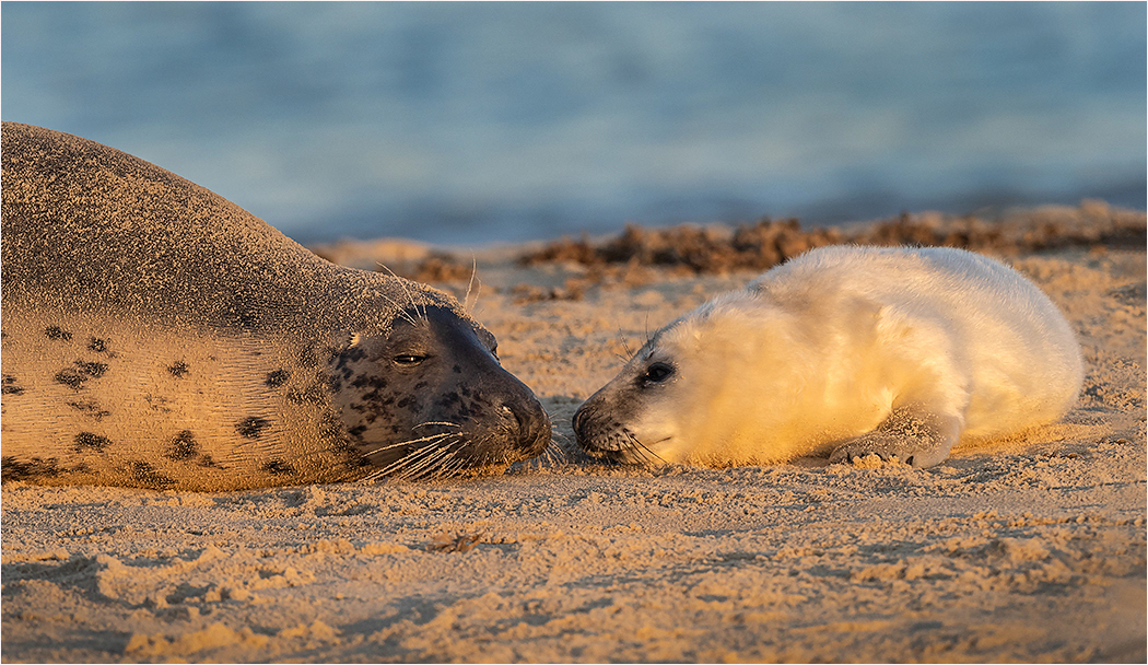 Seals Norfolk