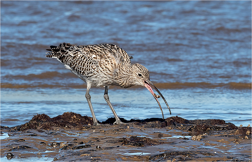 Curlew Tossing Food