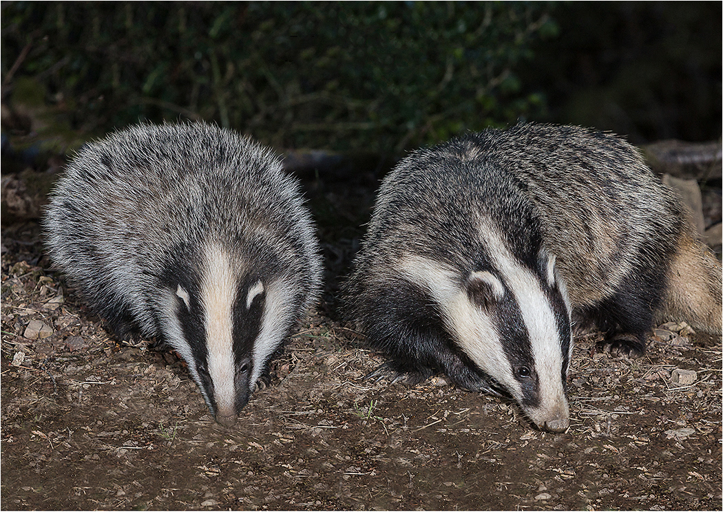 Badgers