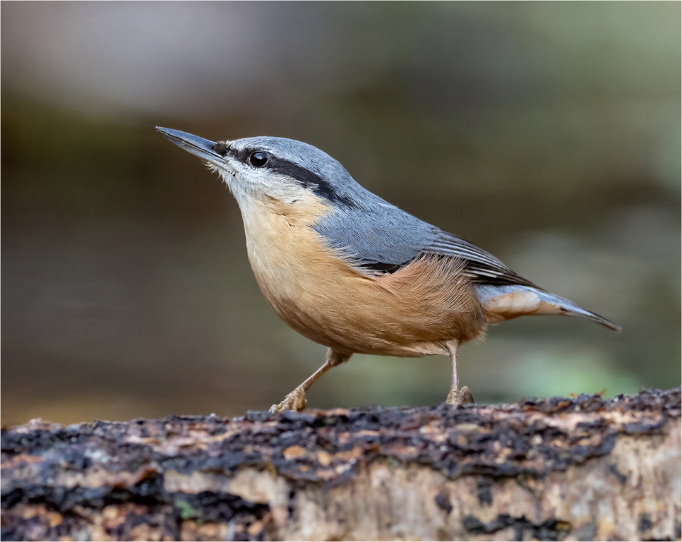 Nuthatch