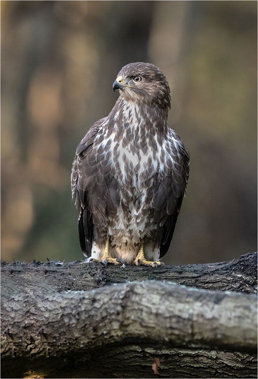 Buzzard