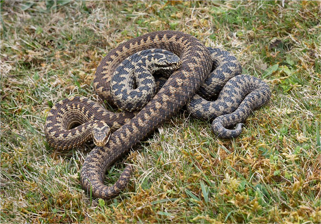 Adder - Female and Male