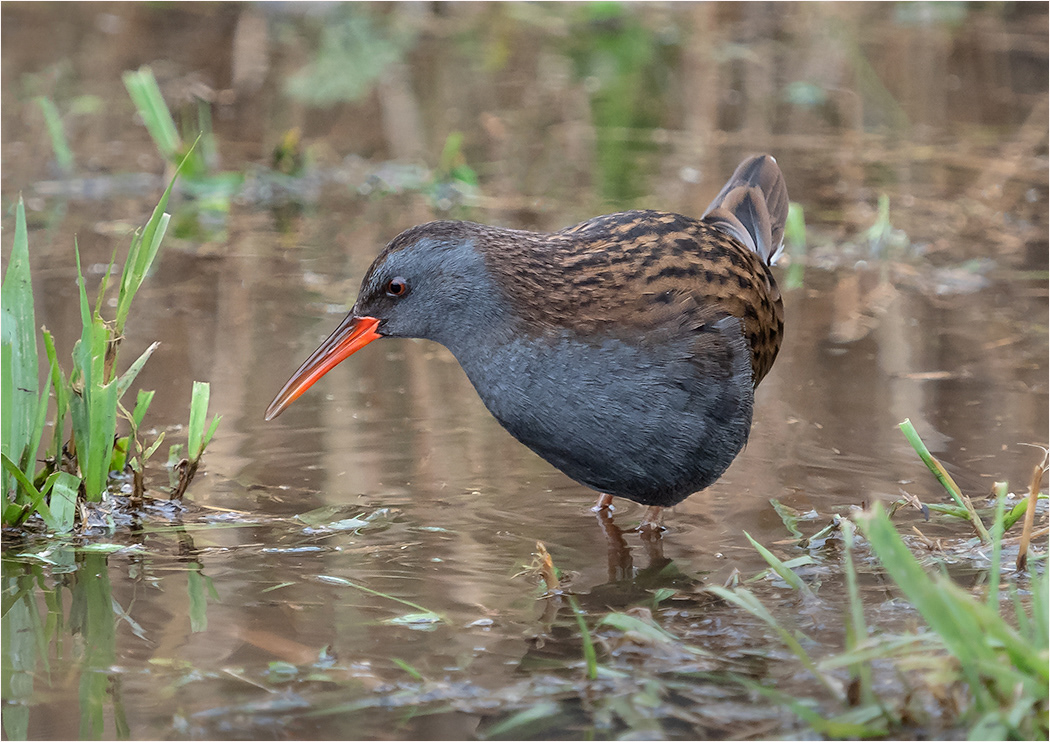 Water Rail