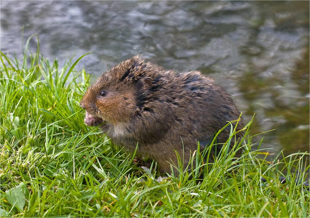 Water Vole