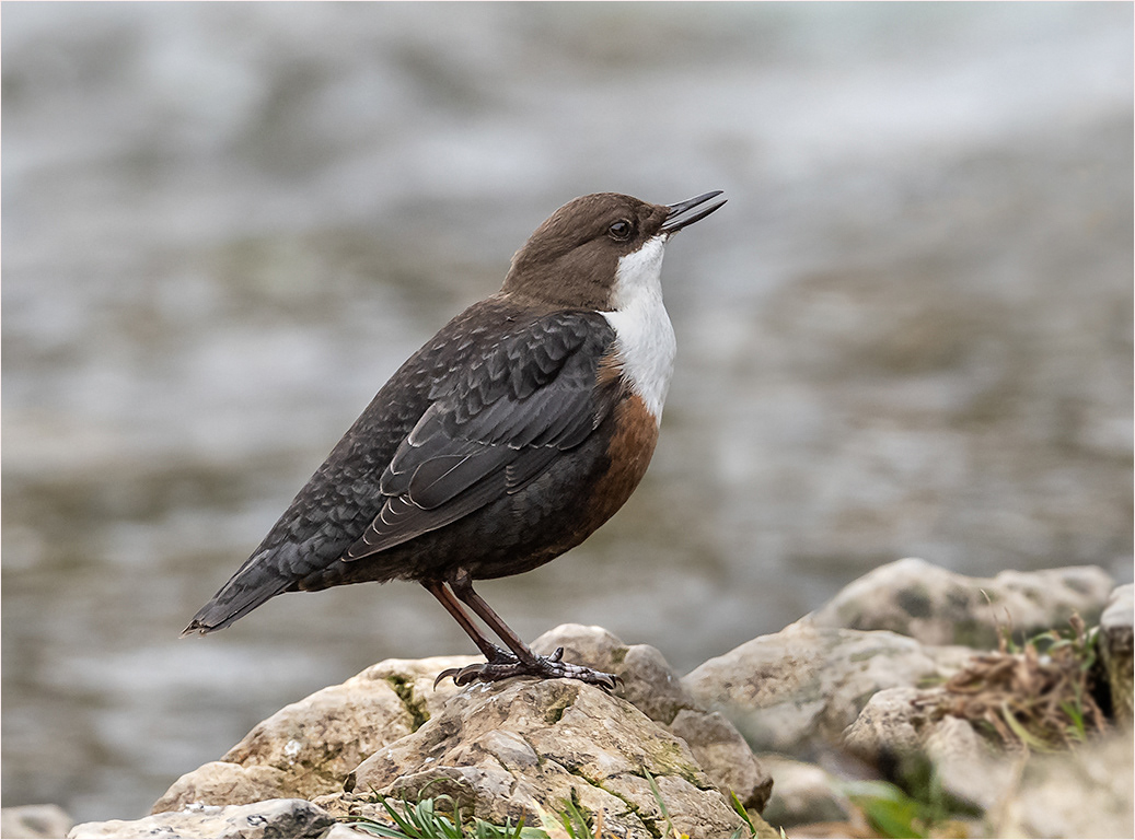 Dipper