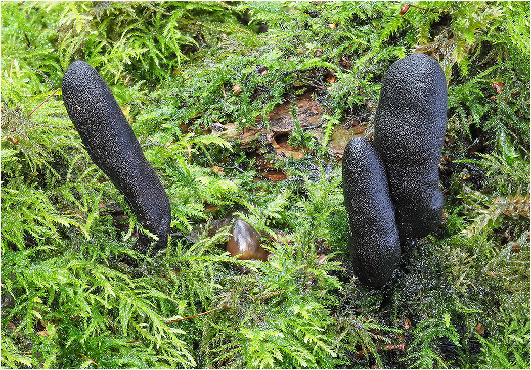 Dead Mans Fingers