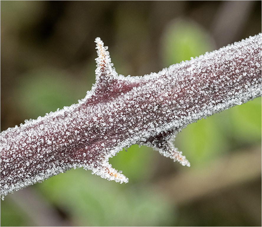 Frost covered Bramble Stem