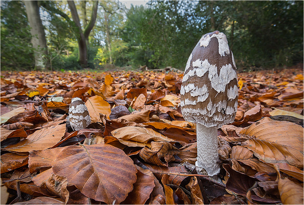 Habitat shot of Magpie Ink Cap