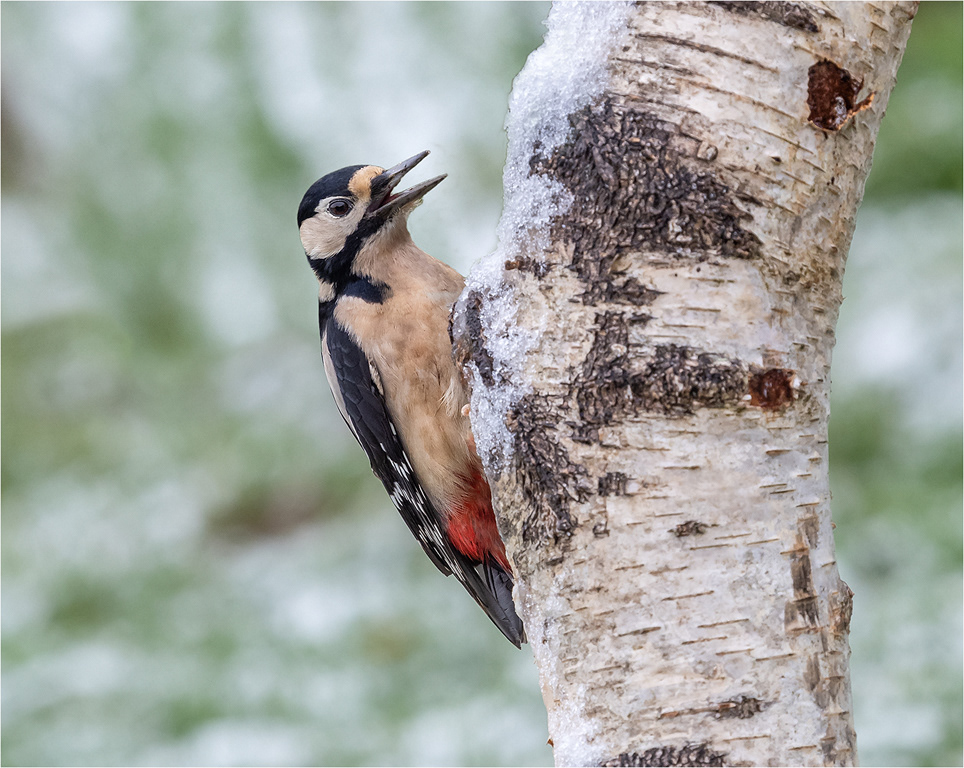 Woodpecker in Snow