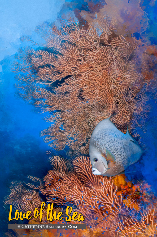 COZUMEL Angelfish by Catherine Salisbury