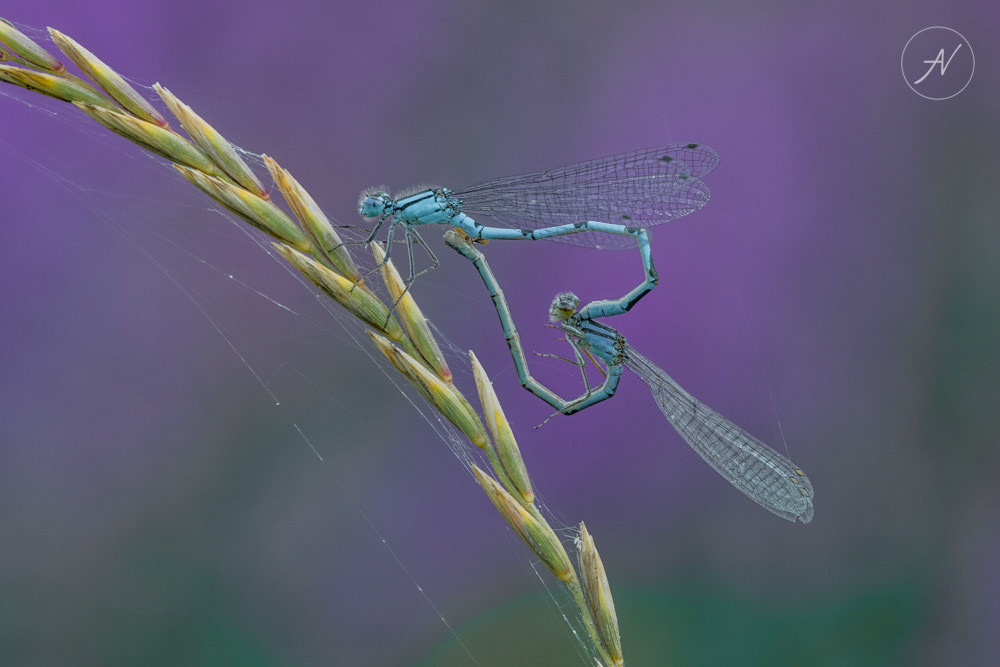 13 | Common-blue Damselflies mating
