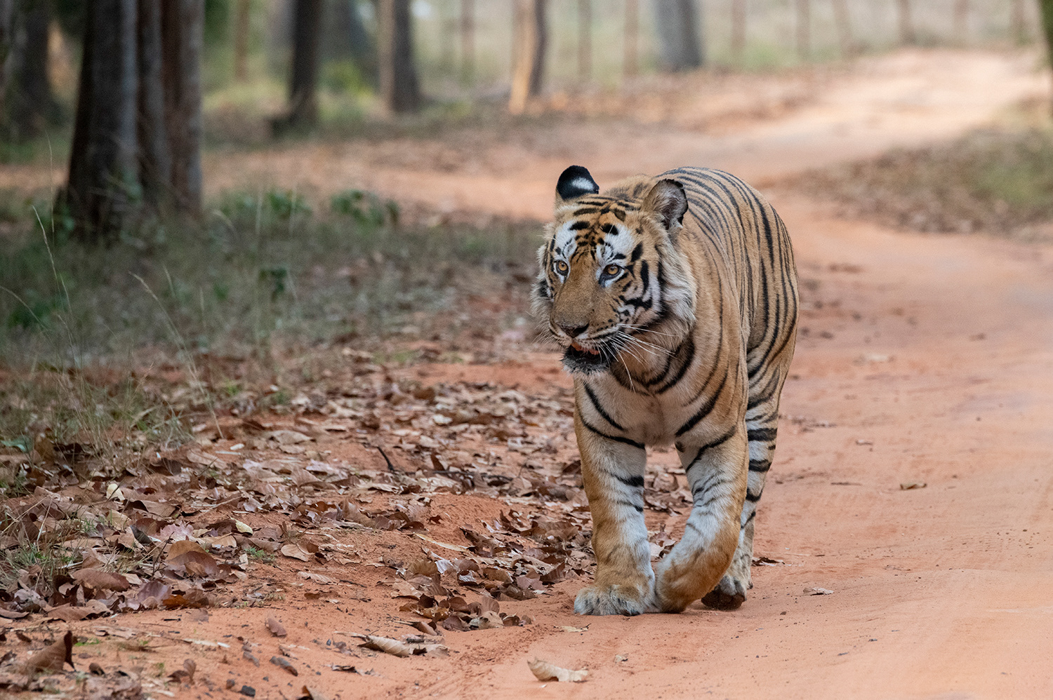 Bandhavgarh National Park, India - Bengal Tiger