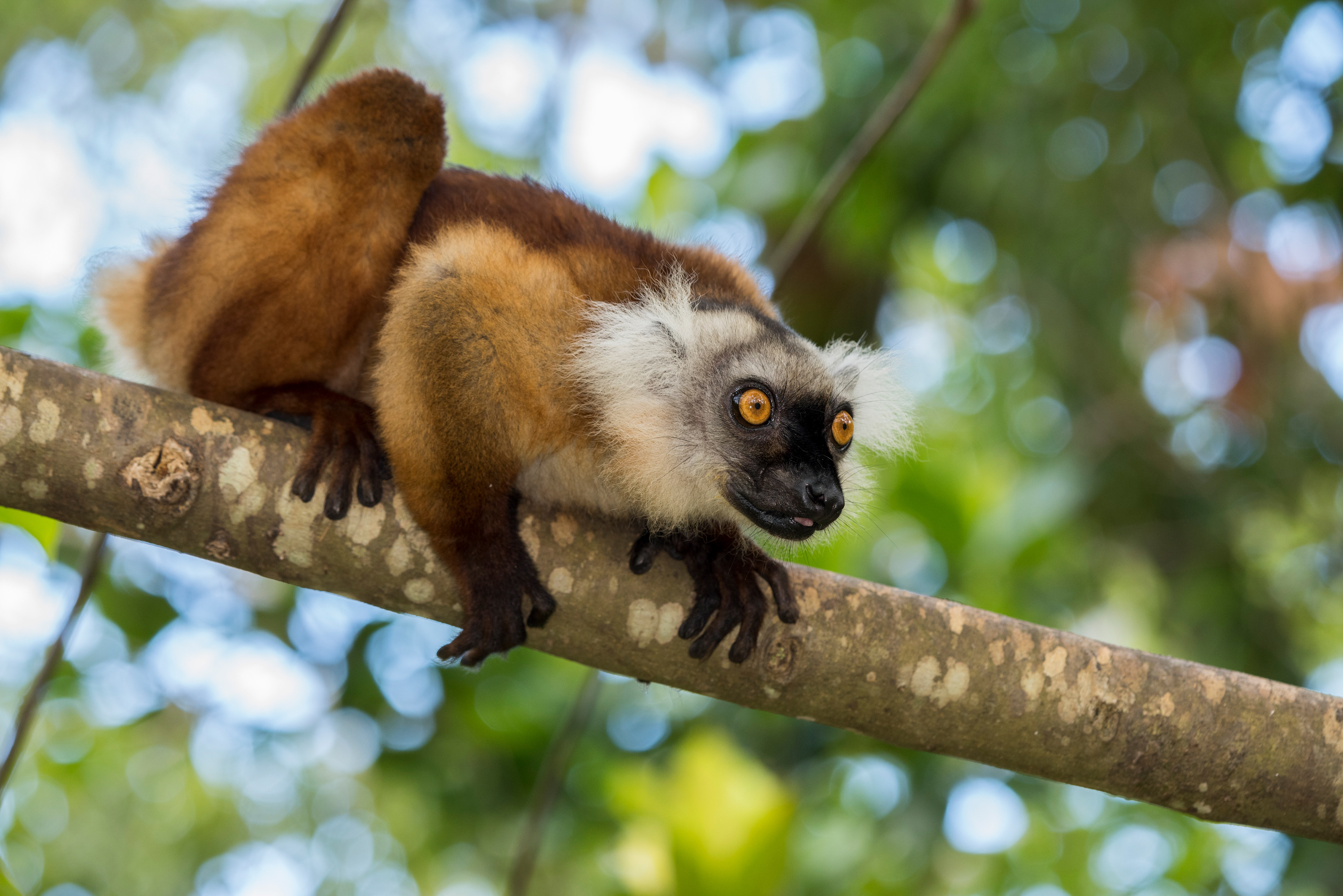 Madagascar, Nosy Be - Black lemur (f)
