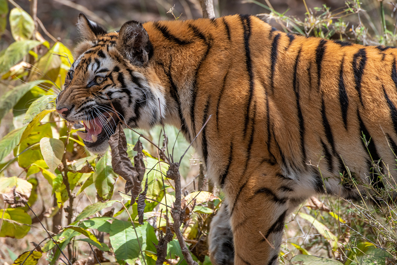 Bandhavgarh National Park, India - Bengal Tiger