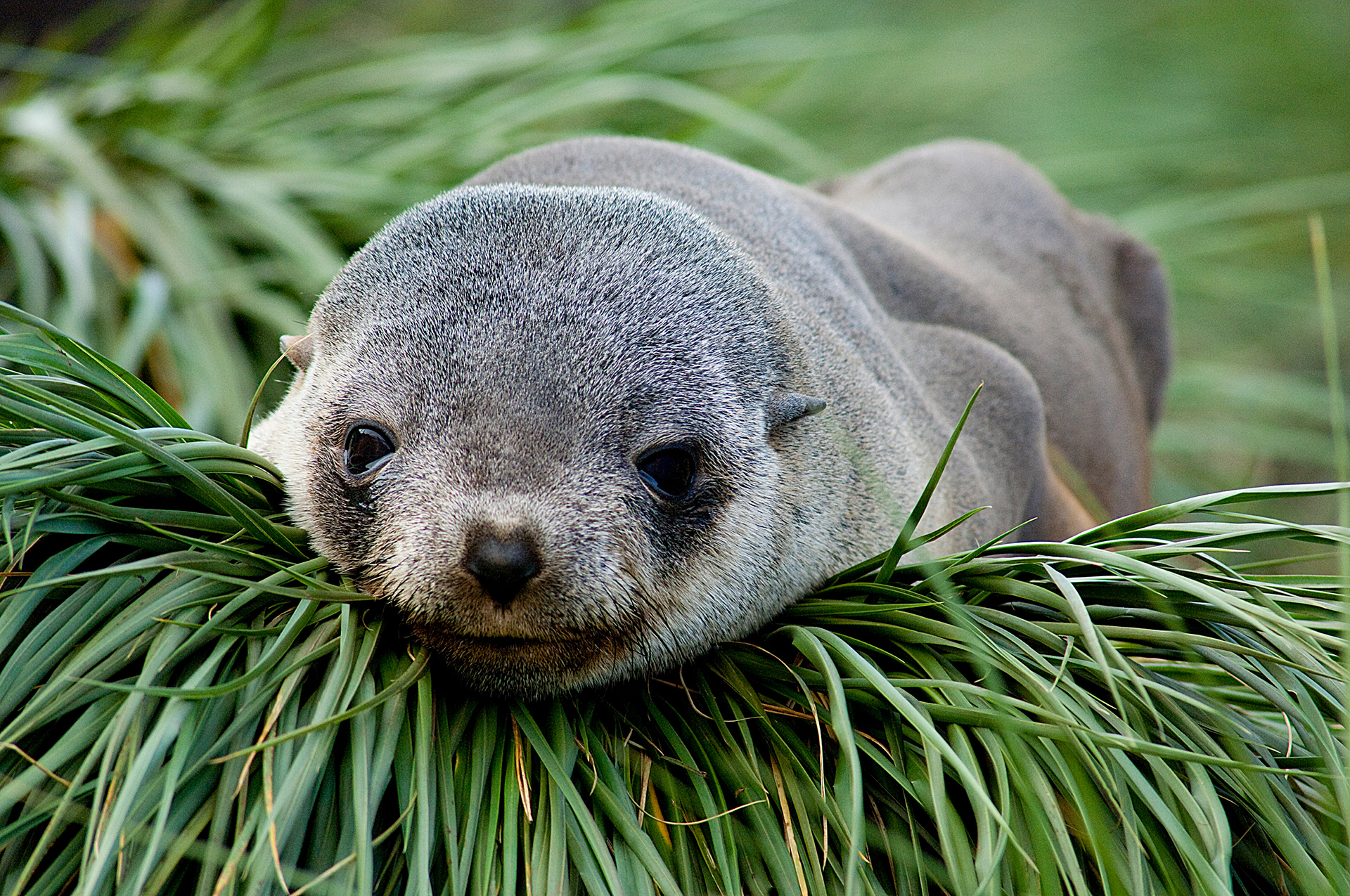 South Georgia - baby fur seal