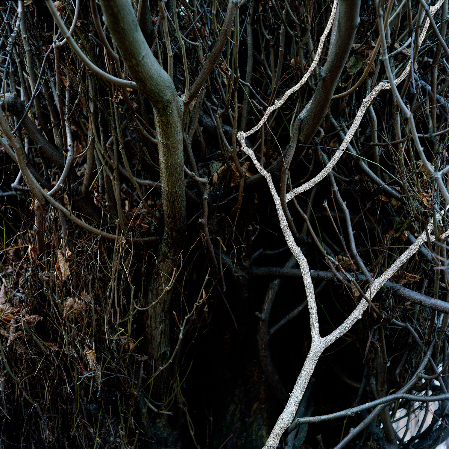 White Twig