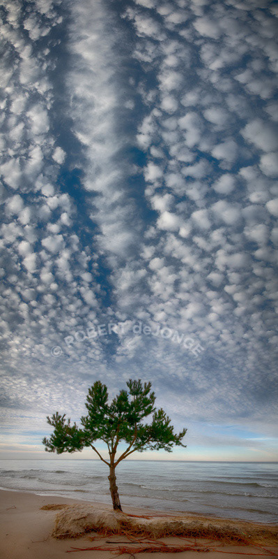 A trail of cauliflower clouds leads to the Lake Tree. Morning, late winter