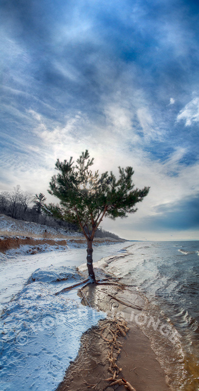 Morning clouds form a crown around the limbs of the Lake Tree. Winter