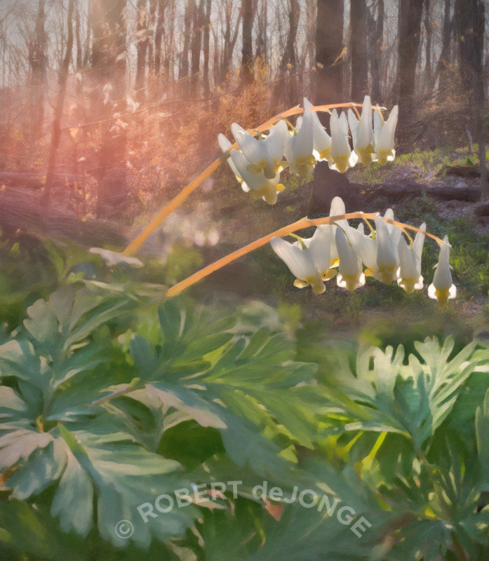 Dutchman's Breeches, backlit, impressionistic, foliage, spring, Sleeping Bear Dunes