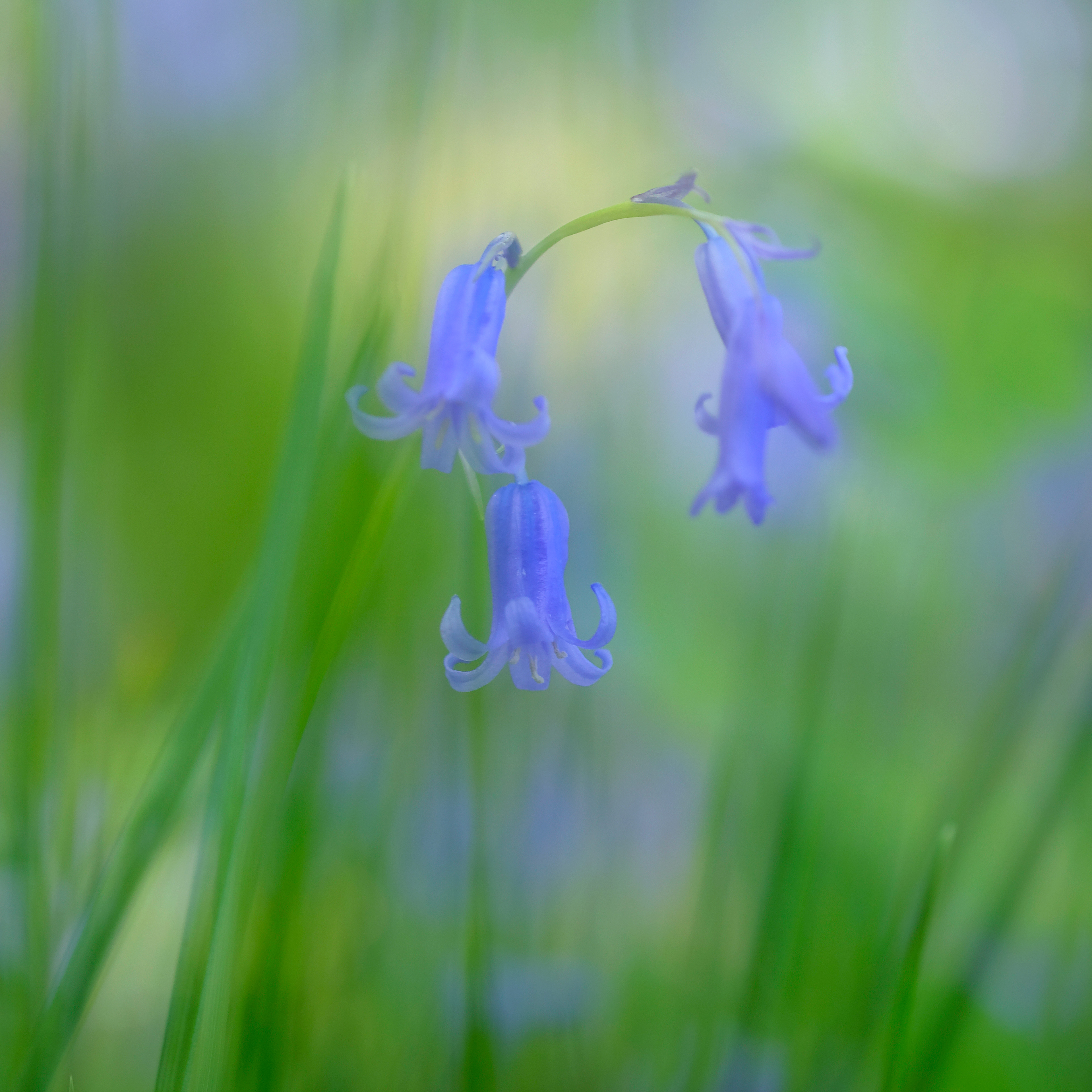 Bluebells and Grasses