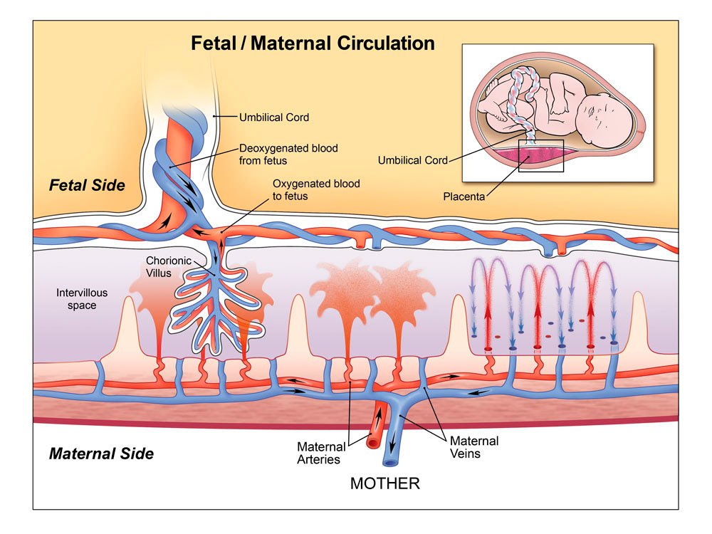 Fetal and maternal blood circulation in mature placenta and diabetes forex application for nokia