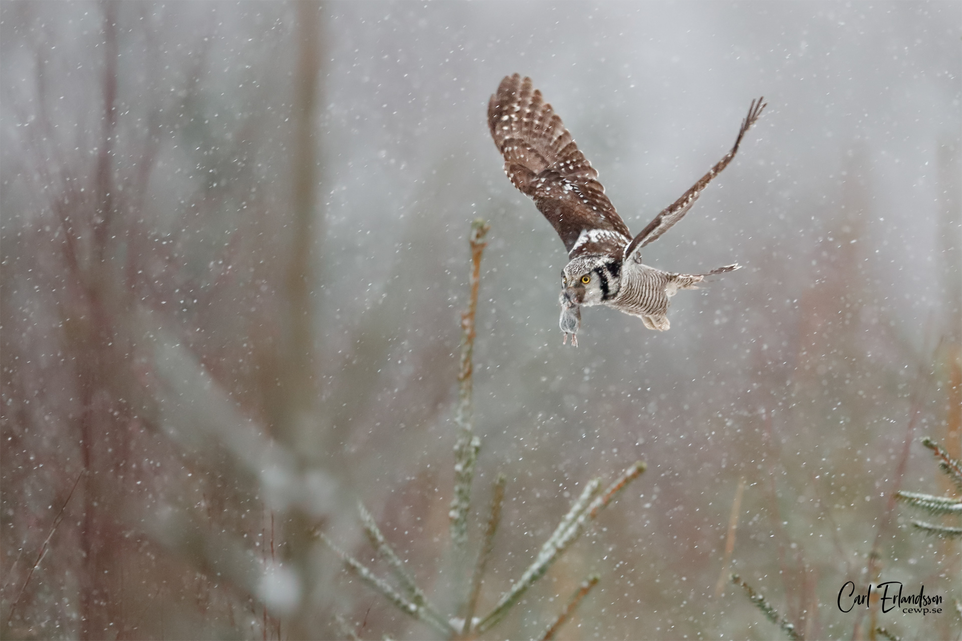Hökuggla / Northern Hawkowl