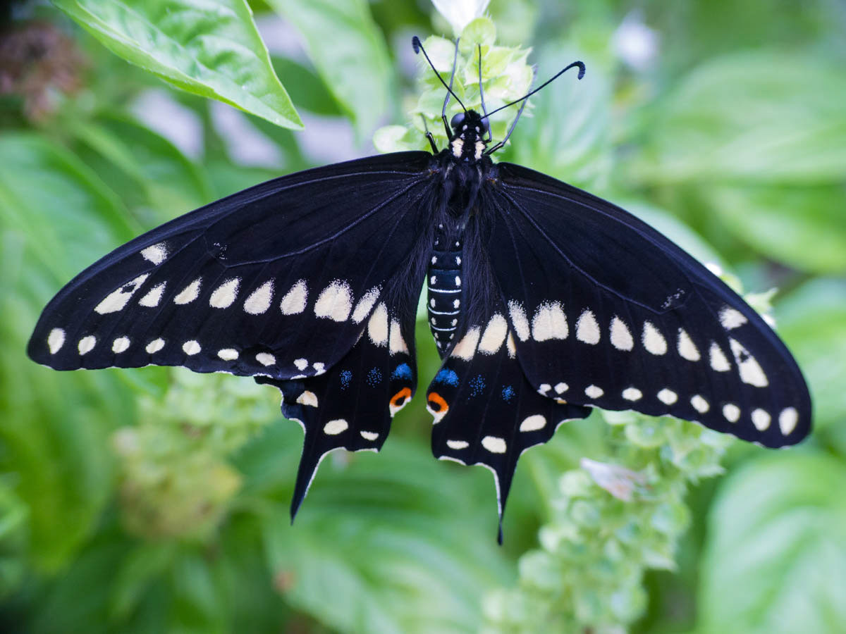 South Jersey Street Photography Butterflies Macro