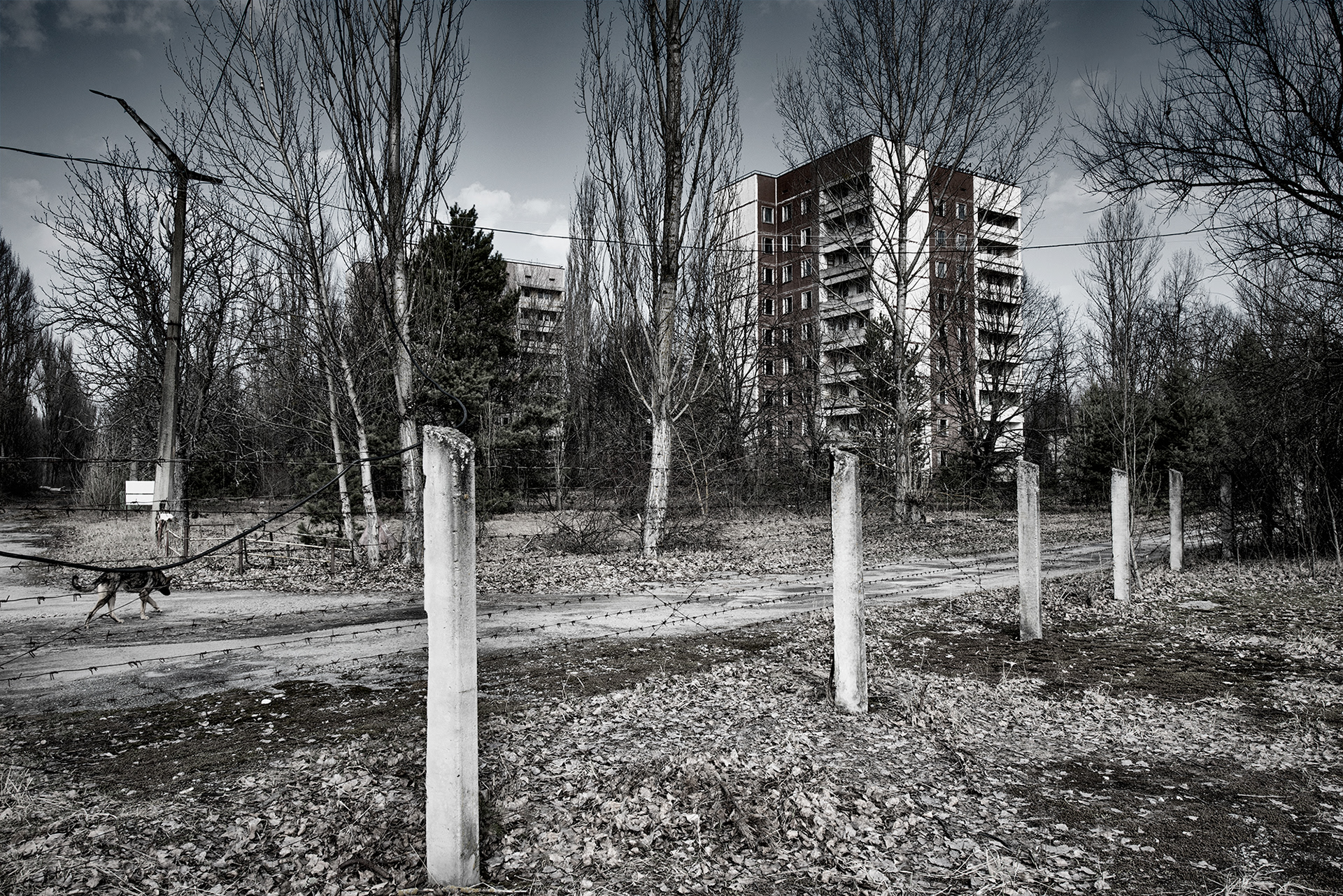 Stray dogs, some of the only residents of Pripyat today.