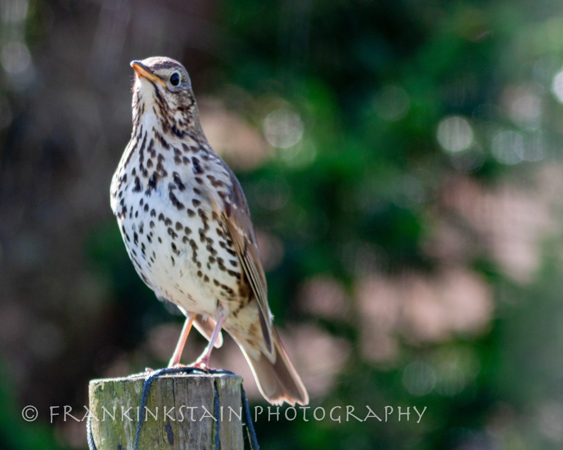 Song Thrush