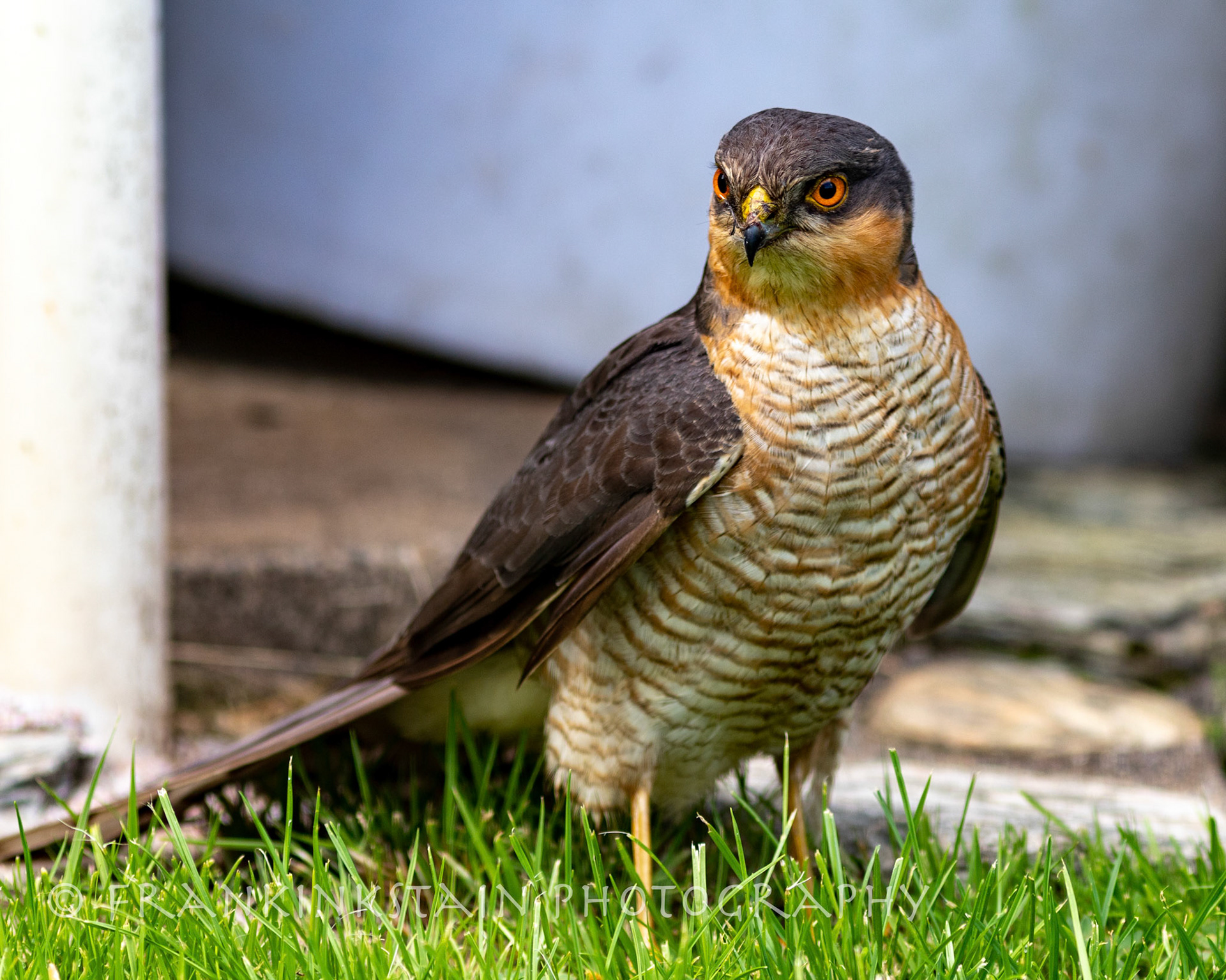 Sparrowhawk