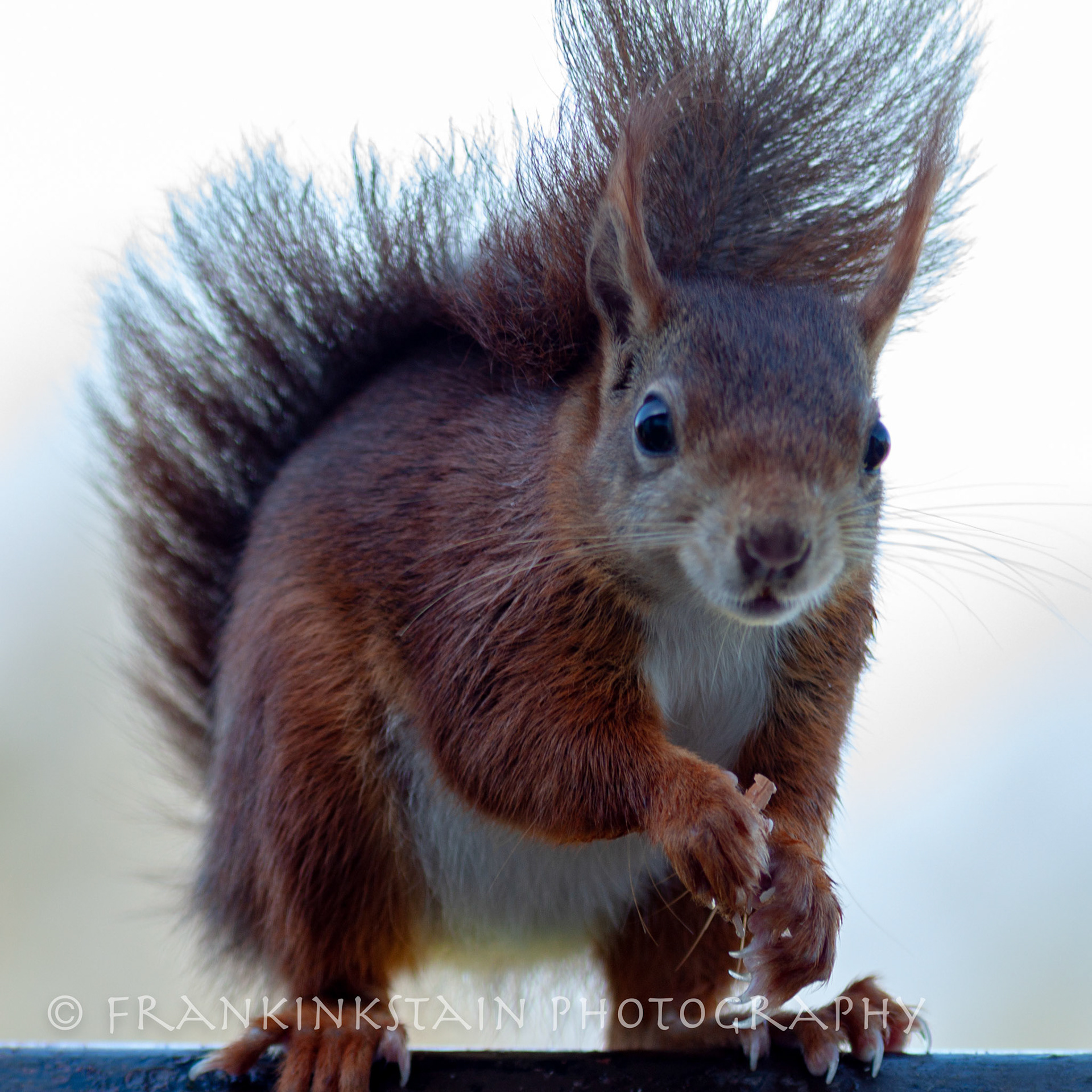Red Squirrel