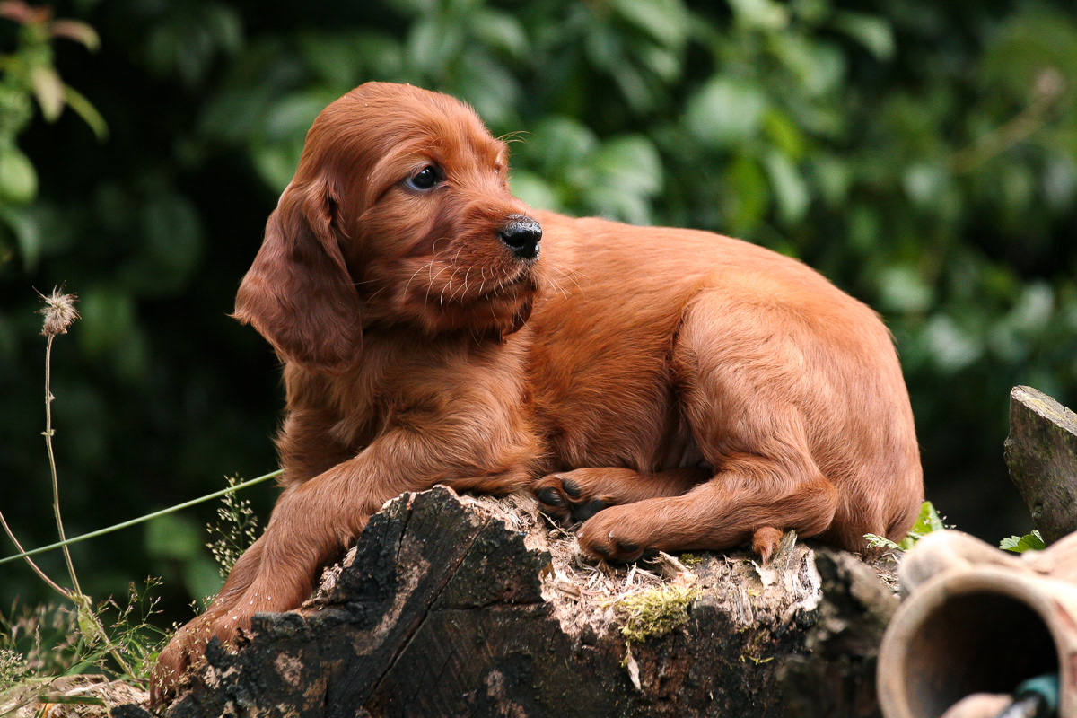 Irish Setter