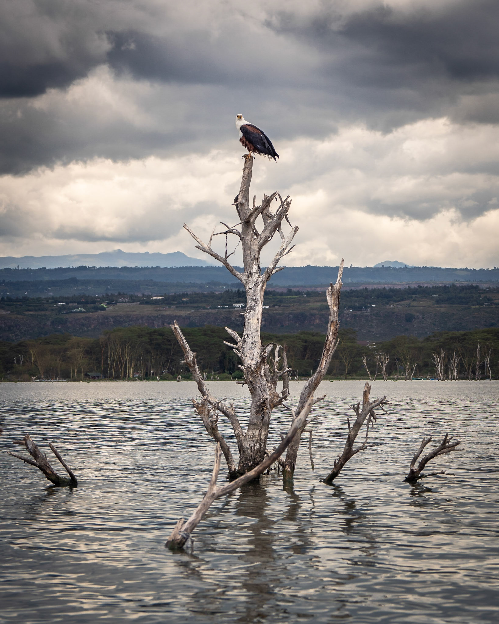 Schreiseeadler am Lake Naivasha