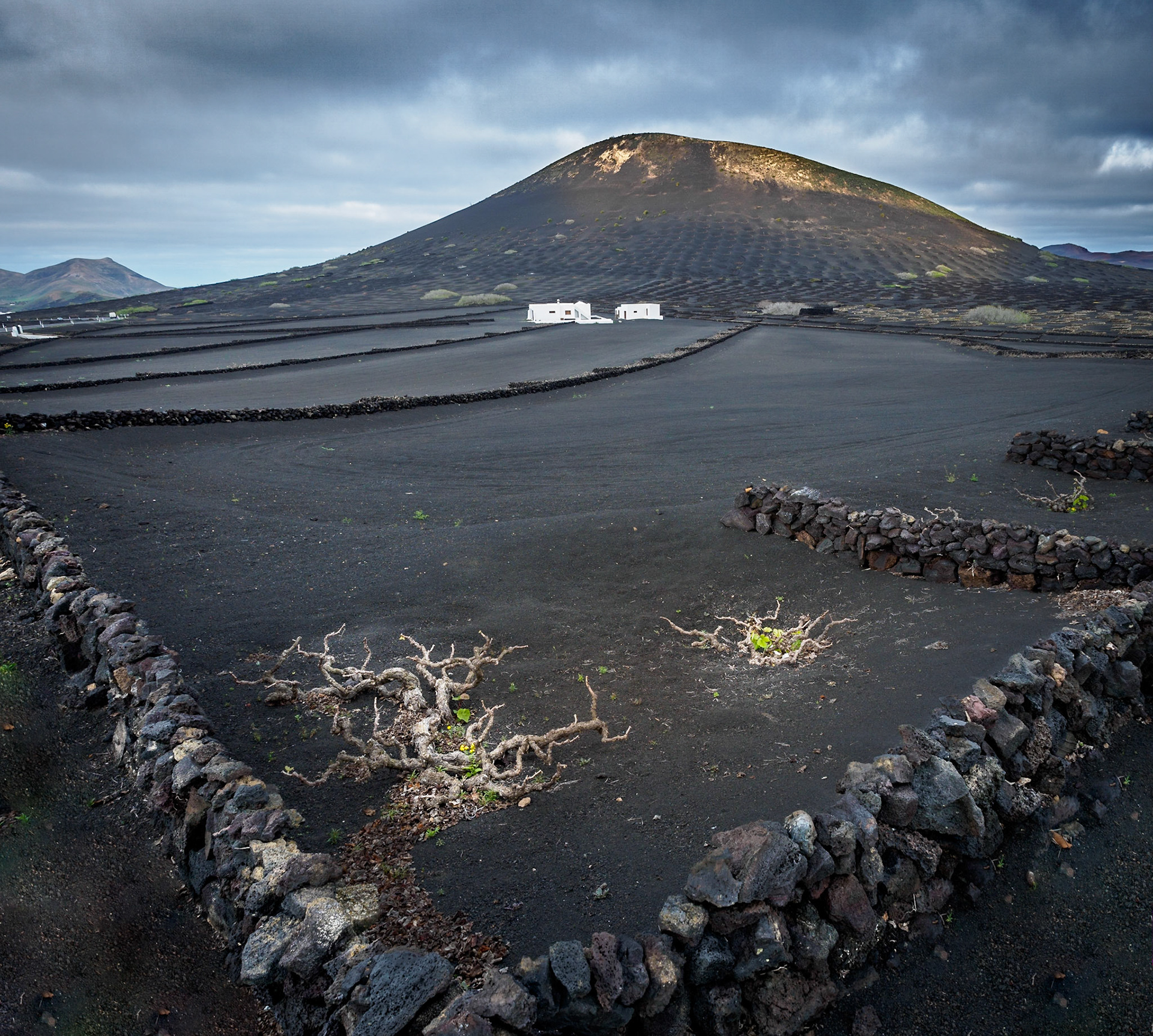 Weinanbau in La Geria
