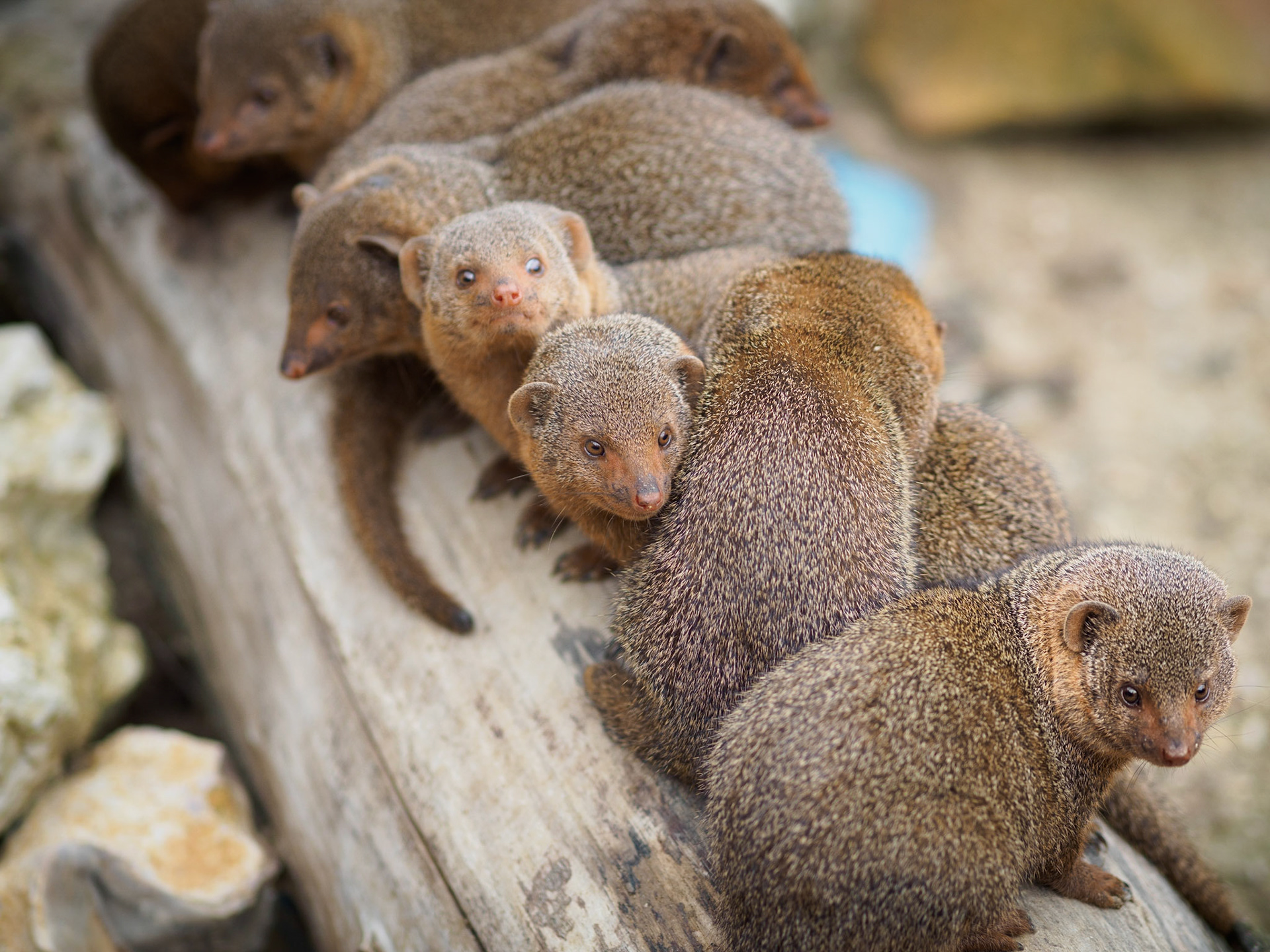 Im Tierpark von Clères