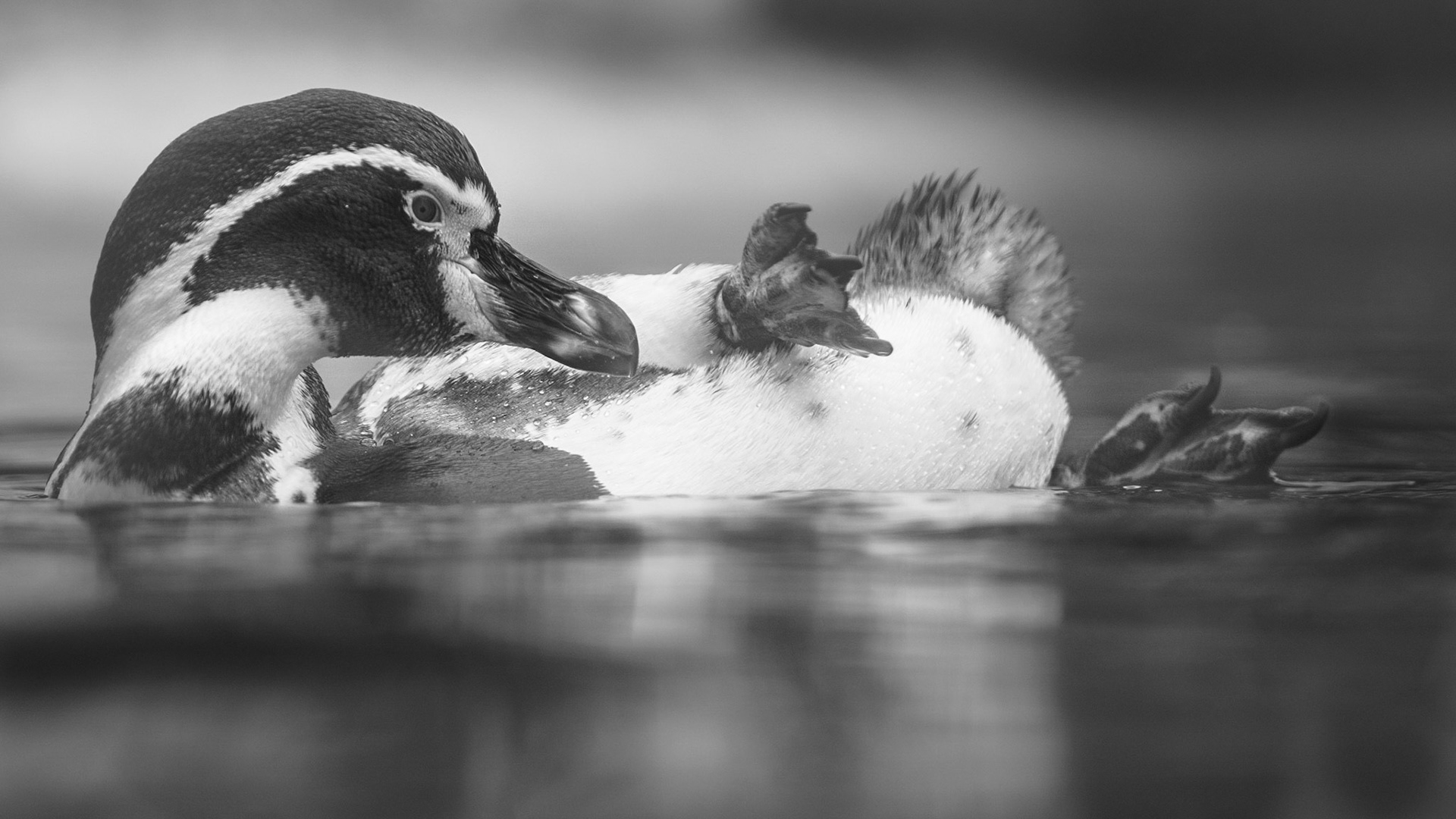 Pinguin beim Relaxen