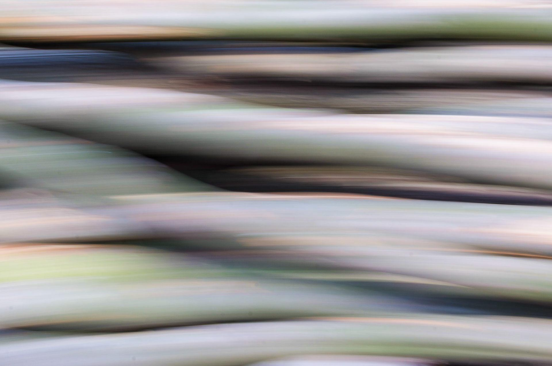 Baumstämme (Kamerabewegung)