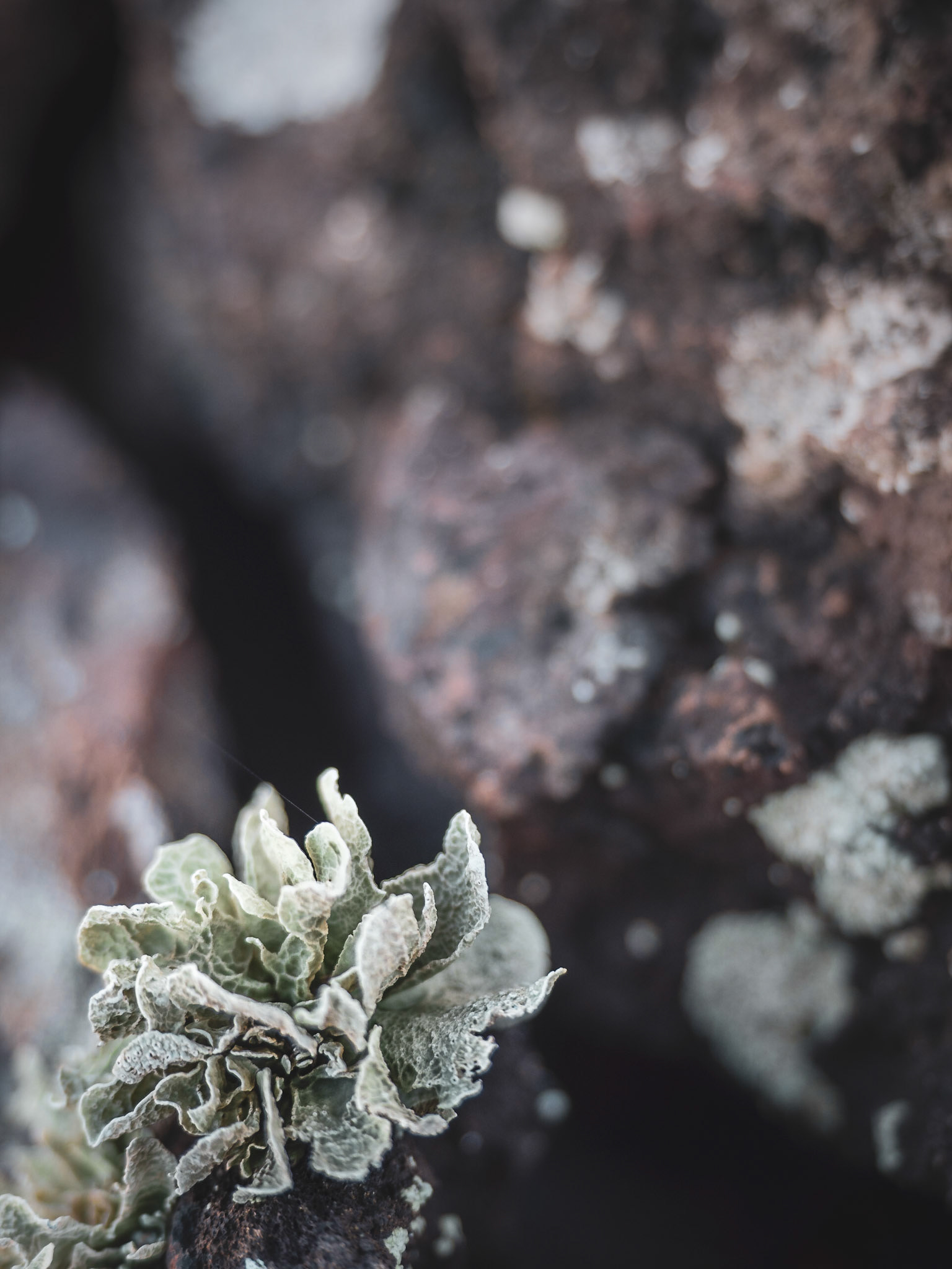 Erste Pflanzen in der Vulkanlandschaft