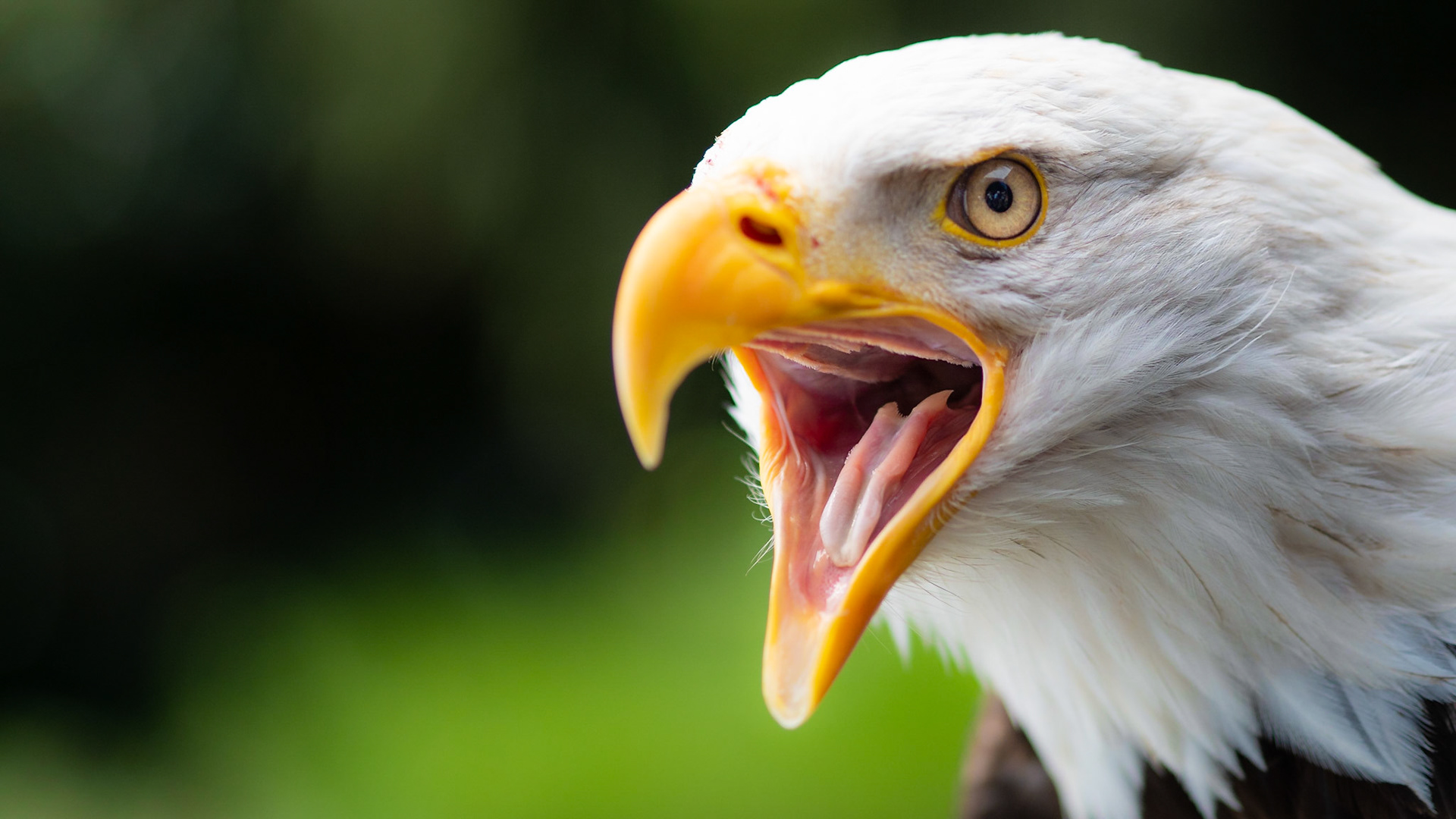Seeadler im Wildpark Hellenthal, Eifel