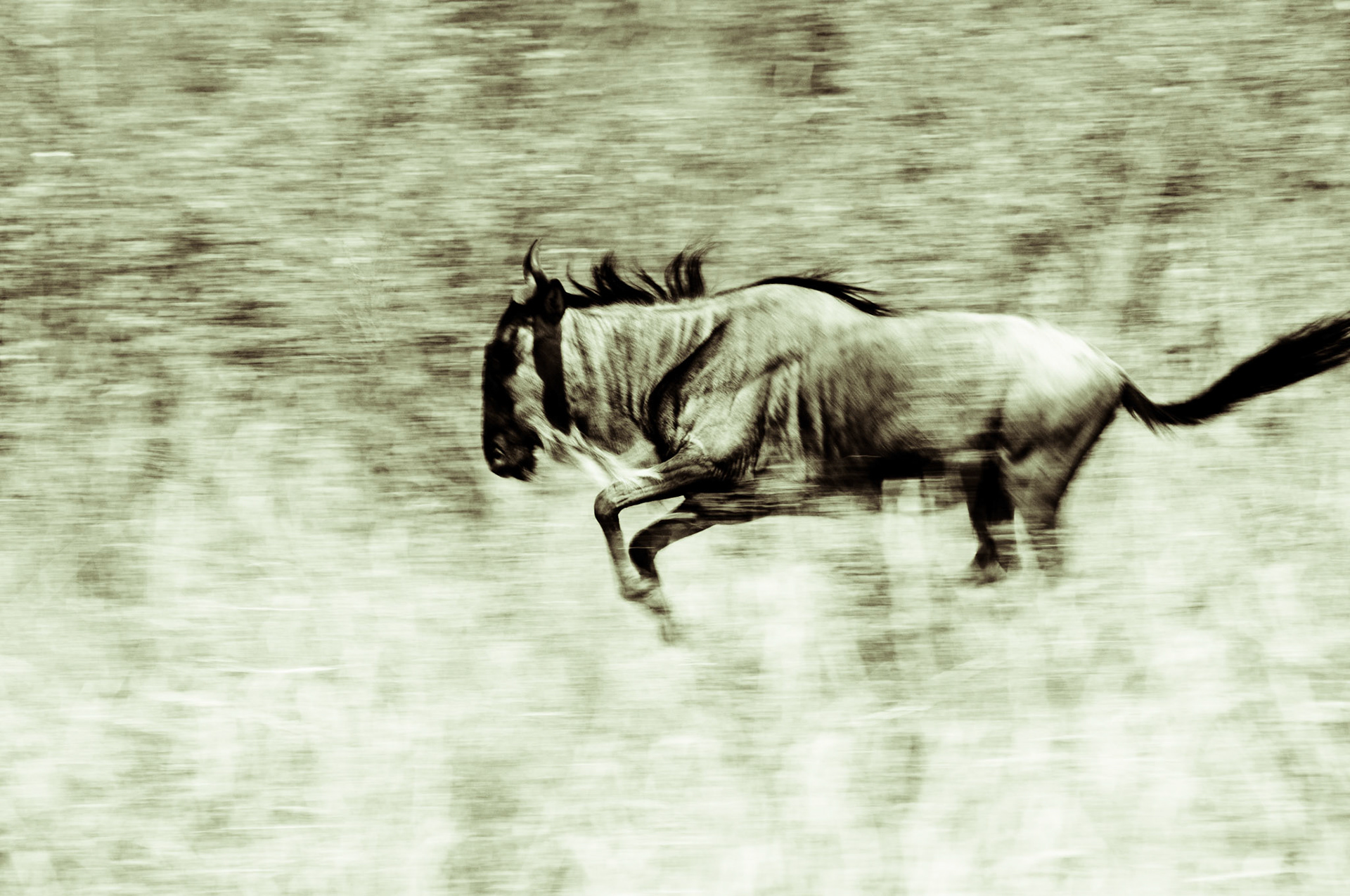 Gnu auf Wanderung durch die Masai Mara