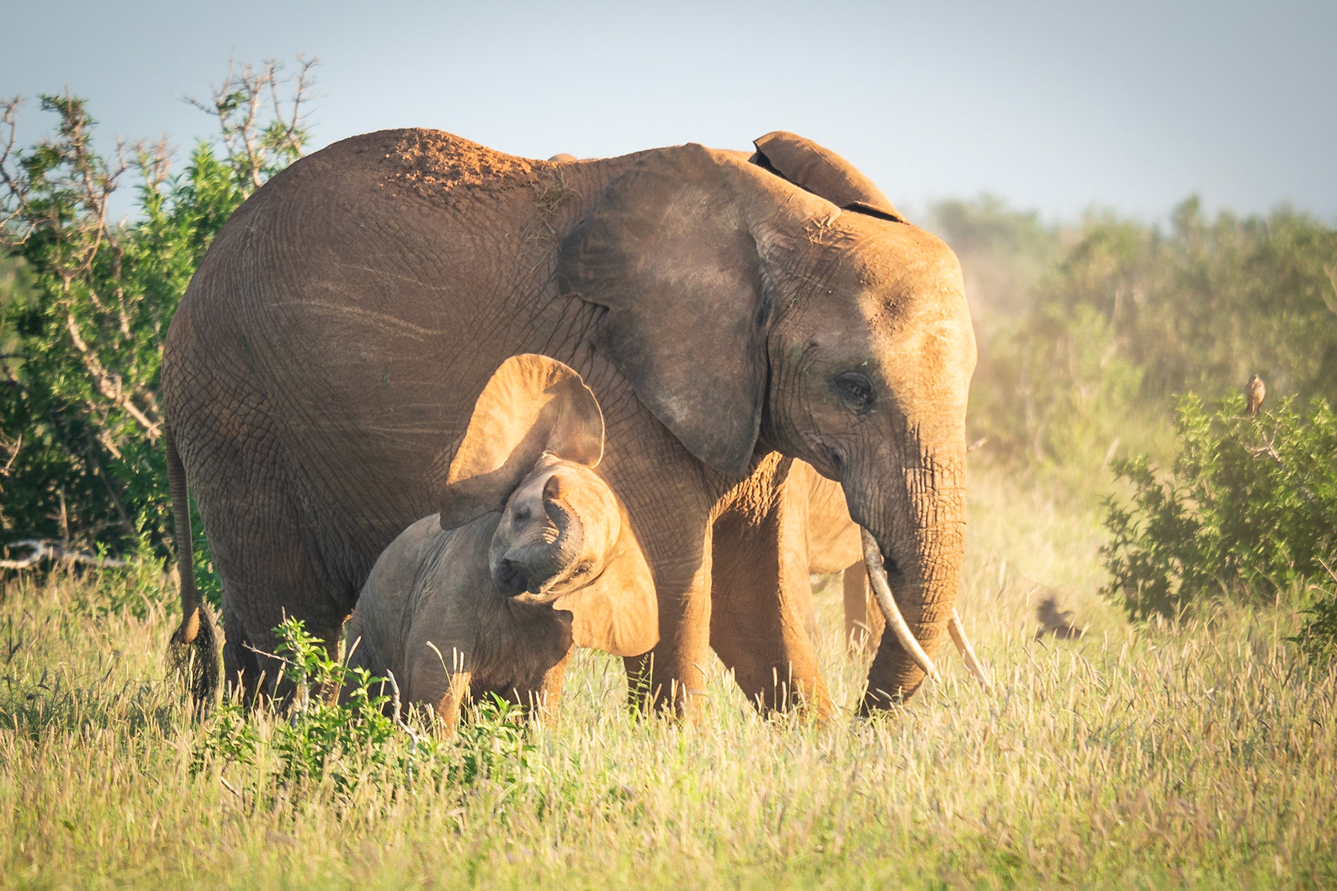 Babyelefant ahmt seine Mama nach