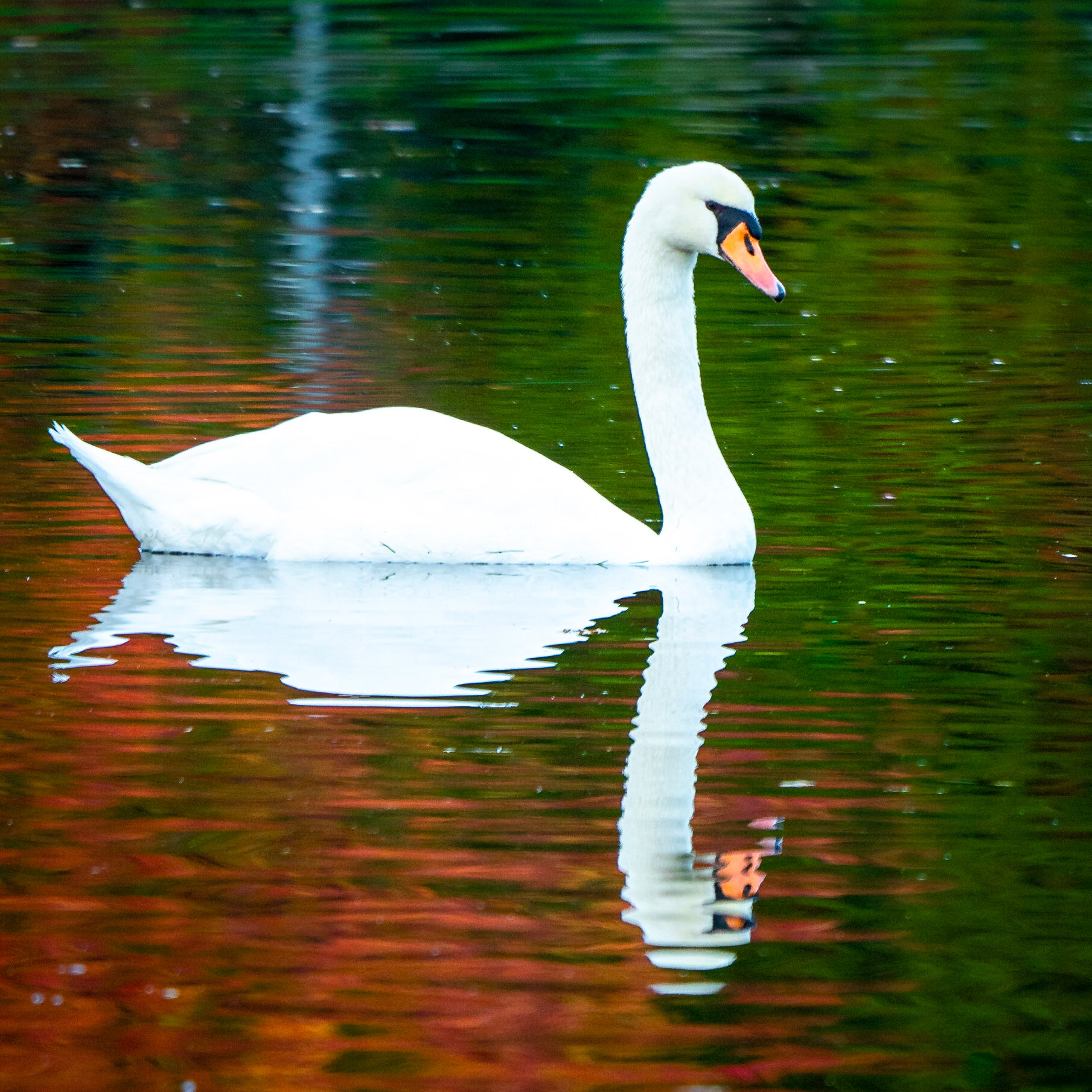 Herbststimmung mit Schwan (Trier)