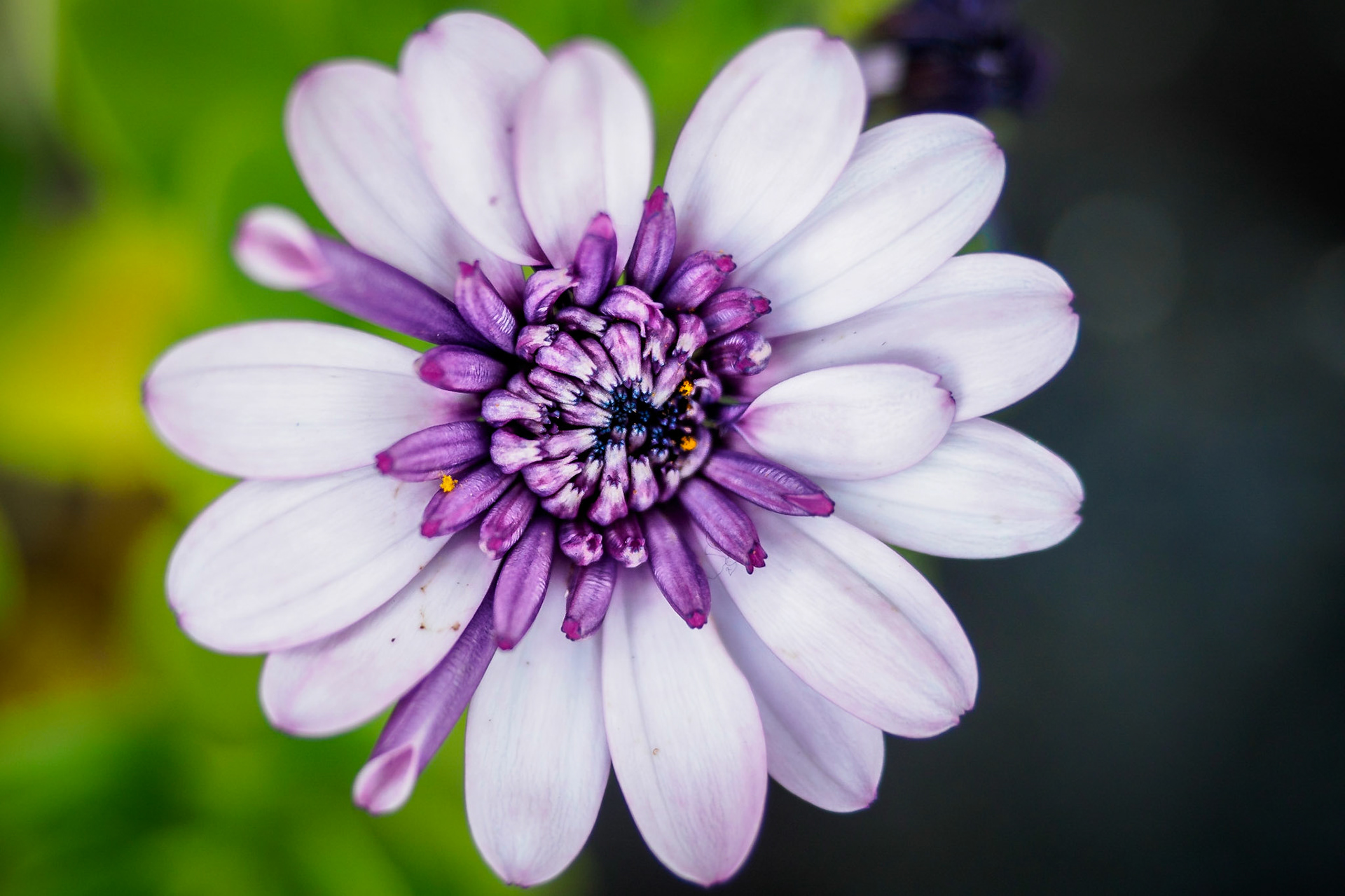 Blüte halb und halb